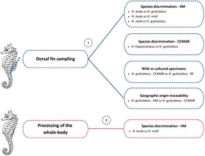 Use of isotopic and elemental fingerprints for seahorse species discrimination and traceability of geographic origin